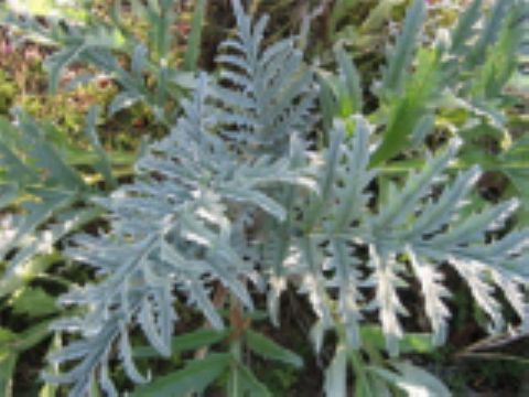 Artichoke Leaf Extract Cynara Scolymus P.E.